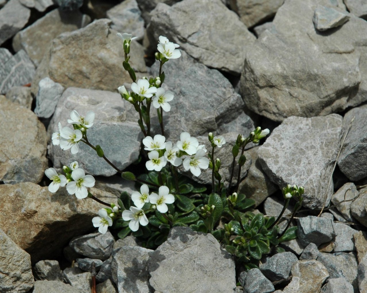 Arabis bellidifolia  / Arabetta minore
